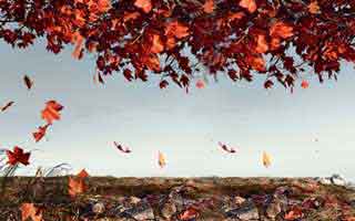 玩转抖音，从买粉开始！